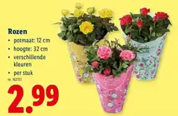 Lidl Rozen aanbieding
