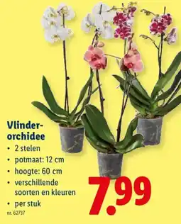 Lidl Vlinder-orchidee aanbieding
