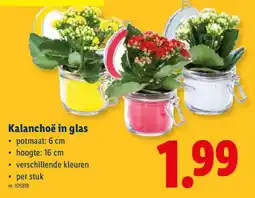 Lidl Kalanchoe in glas aanbieding