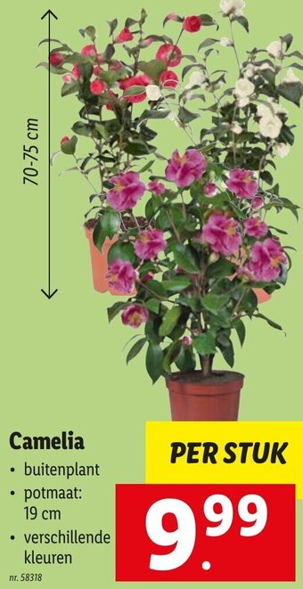 Lidl Camelia aanbieding