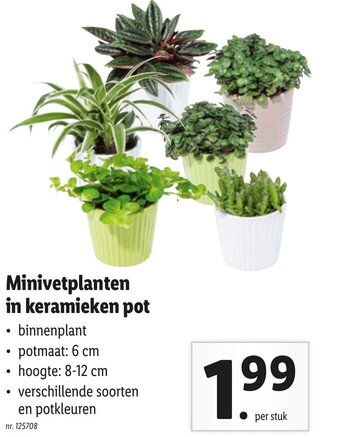 Lidl Minivetplanten in keramieken pot aanbieding