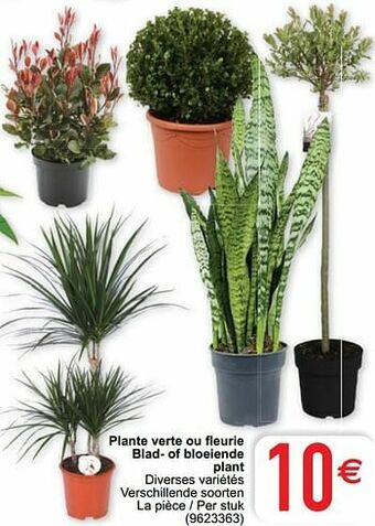 Cora Plante verte ou fleurie blad- of bloeiende plant aanbieding
