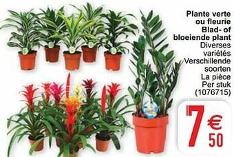 Cora Plante verte ou fleurie blad- of bloeiende plant aanbieding