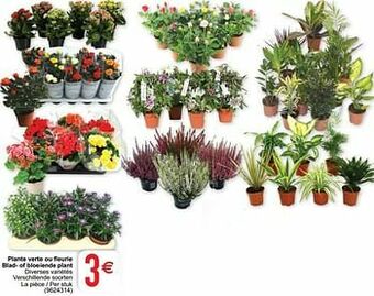 Cora Plante verte ou fleurie blad- of bloeiende plant aanbieding