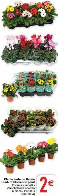 Cora Plante verte ou fleurie blad- of bloeiende plant aanbieding
