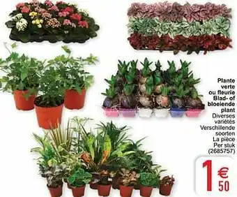 Cora Plante verte ou fleurie blad- of bloeiende plant aanbieding
