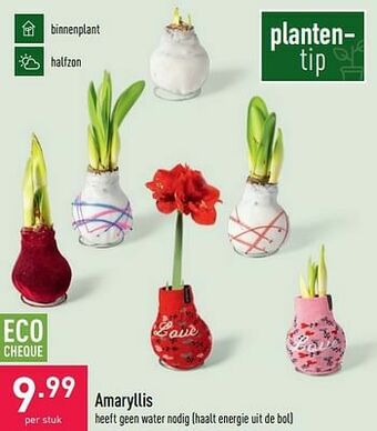 Amaryllis