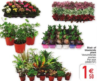Cora Blad- of bloeiende plant aanbieding