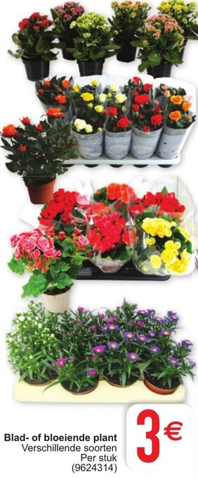 Cora Blad- of bloeiende plant aanbieding