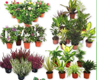 Cora Blad- of bloeiende plant aanbieding