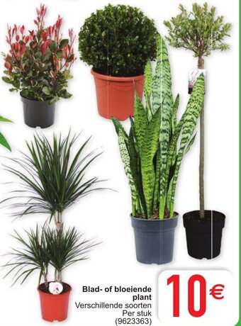 Cora Blad- of bloeiende plant aanbieding