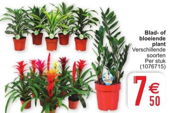 Cora Blad- of bloeiende plant aanbieding
