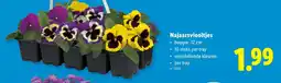 Lidl Najaarsviooltjes aanbieding