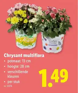 Lidl Chrysant multiflora aanbieding
