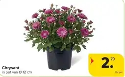 Carrefour Market Chrysant aanbieding