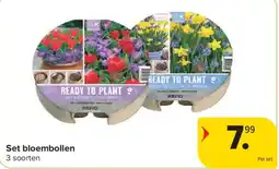 Carrefour Market Set bloembollen aanbieding