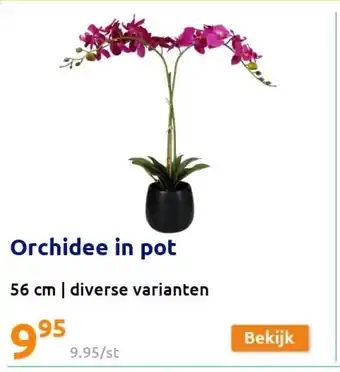 Orchidee in pot 56 cm