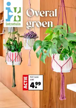 Intratuin pot suki aanbieding