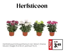 Intratuin Herfsticoon aanbieding