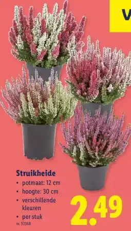 Lidl Struikheide aanbieding