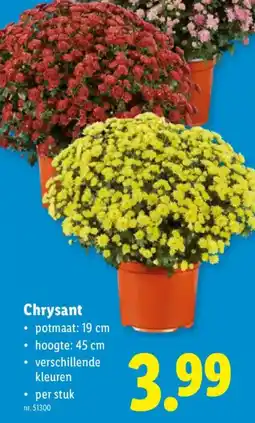 Lidl Chrysant aanbieding