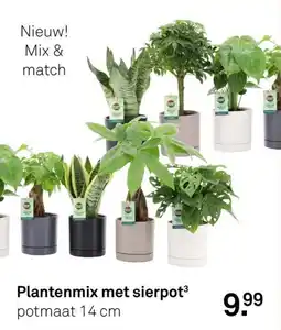 Karwei Plantenmix met sierpot aanbieding