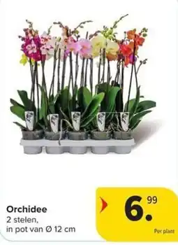 Carrefour Market Orchidee aanbieding