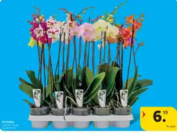 Carrefour Orchidee aanbieding