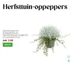 Intratuin Zilverstruikje mix aanbieding