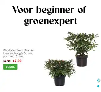 Rhododendron