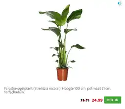 Intratuin Paradijsvogelplant aanbieding