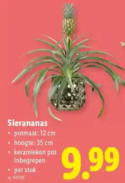 Lidl Sierananas aanbieding