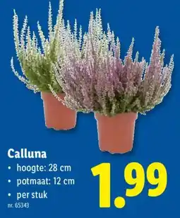 Lidl Calluna aanbieding