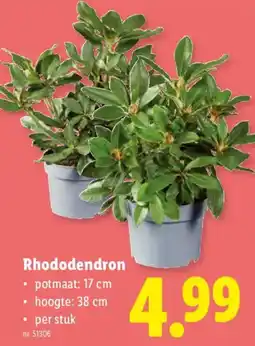 Lidl Rhododendron aanbieding