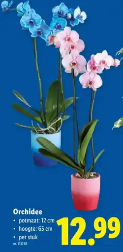 Lidl Orchidee aanbieding