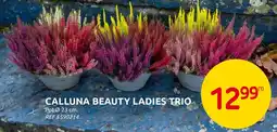 Brico Calluna Beauty Ladies Trio aanbieding