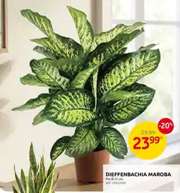 Brico Dieffenbachia Maroba aanbieding