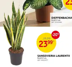 Brico Sansevieria Laurentii aanbieding