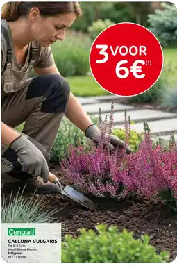Brico Calluna vulgaris aanbieding
