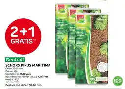 Brico Schors pinus maritima aanbieding