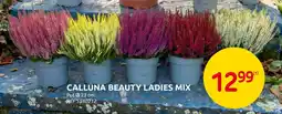 Brico Calluna beauty ladies mix aanbieding