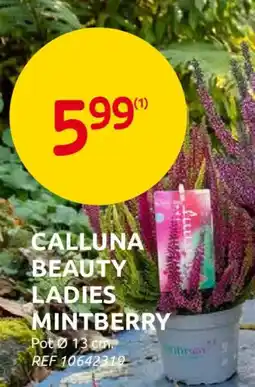 Brico Calluna beauty ladies mintberry aanbieding