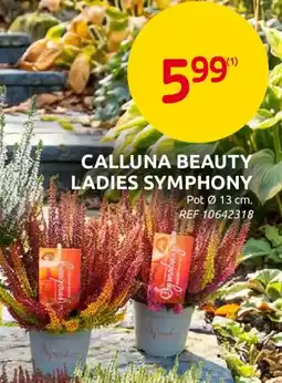 Brico Calluna beauty ladies symphony aanbieding