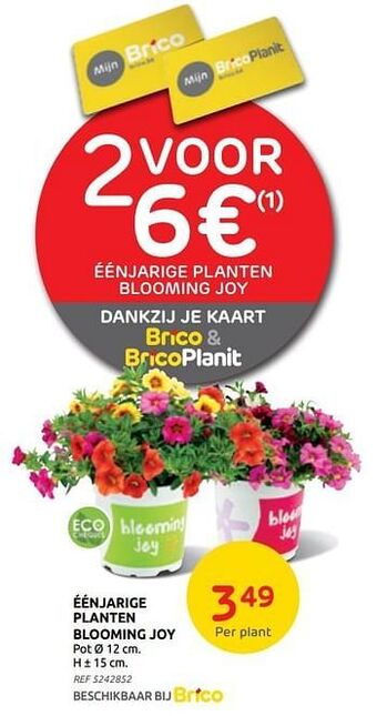 Brico Eenjarige planten blooming joy aanbieding