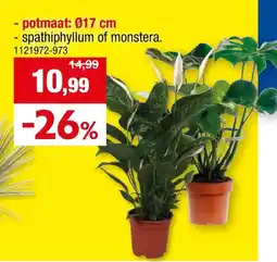 Hubo spathiphyllum of monstera aanbieding