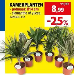Hubo Kamerplanten aanbieding