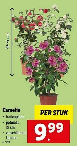 Lidl Camelia aanbieding