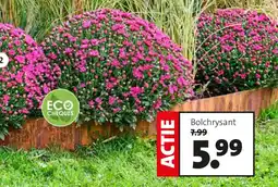 Intratuin Bolchrysant aanbieding