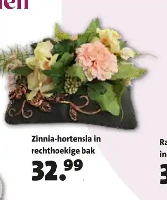 Zinnia-hortensia in rechthoekige bak