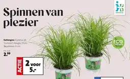 Intratuin Kattengras aanbieding